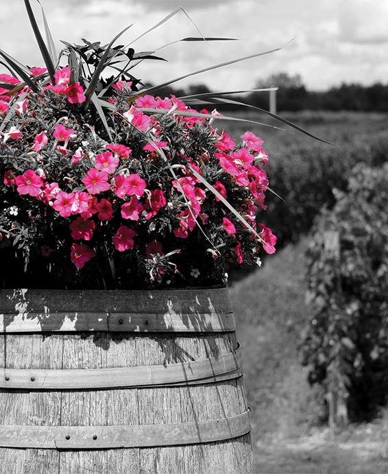 pink flowers in barrel